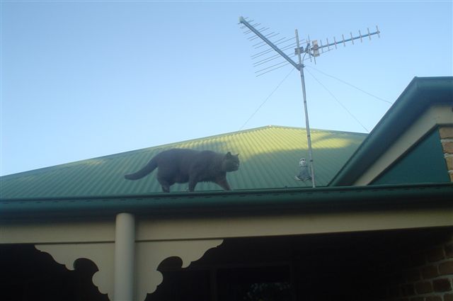 Louis on the roof